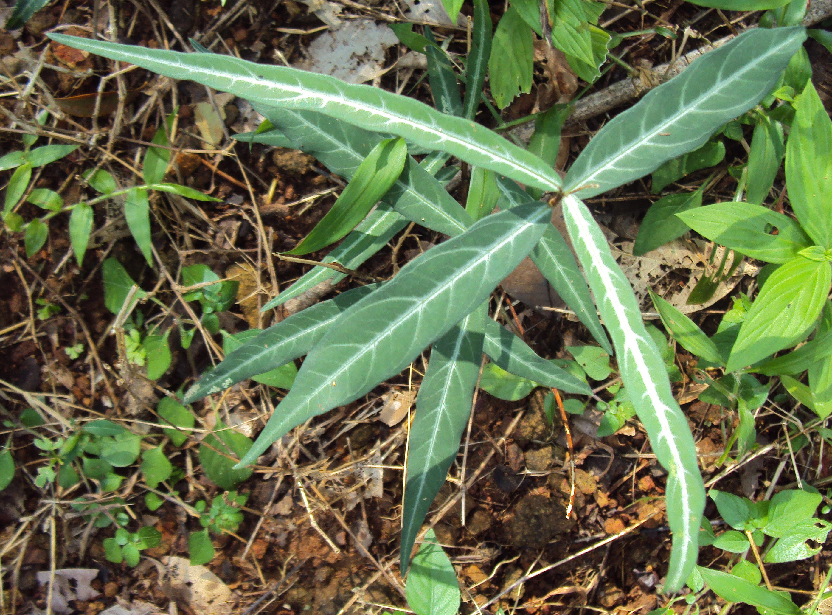 Sariva (Hemidesmus indicus) as a raktaprasadana herb in clinical practice